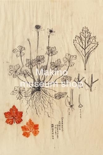 牧野富太郎博士の植物図 - 牧野植物園ミュージアムショップ