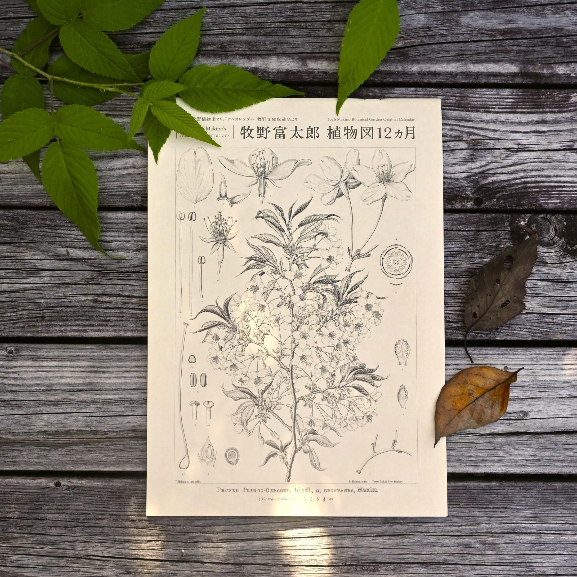 牧野富太郎博士の植物図 - 牧野植物園ミュージアムショップ