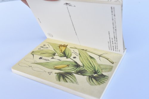 牧野博士の植物画ポストカードブック - 牧野植物園ミュージアムショップ