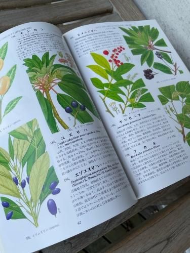 原色牧野植物大図鑑・2冊/牧野新日本植物図鑑/牧野富太郎/日本の植物の