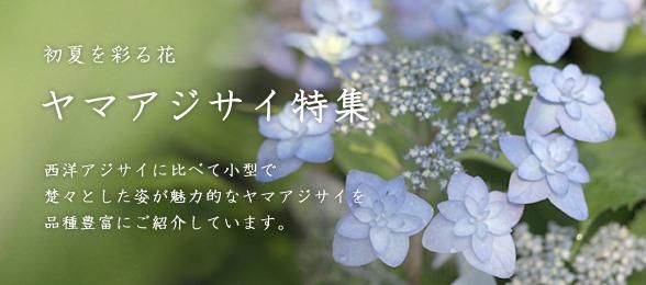 岩崎園芸ネットストア