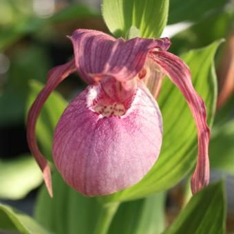 アツモリソウ「フィリップ」 - アツモリソウ・野生ラン・高山