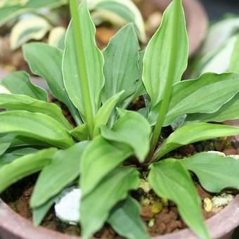 乙女ギボウシ 山野草 高山植物の通信販売店 岩崎園芸ネットストア