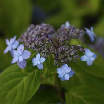 ヤマアジサイ「仁淀八重」 - 山野草・高山植物の通信販売店｜岩崎園芸