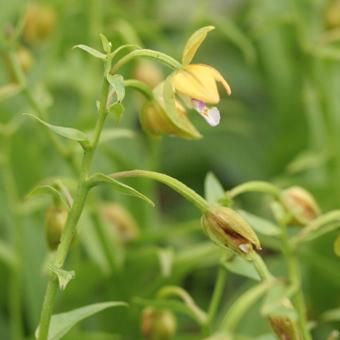 ヤクシマカキラン - 岩崎園芸ネットストア