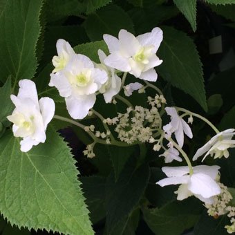 ヨウラクタマアジサイ - 山野草・高山植物の通信販売店｜岩崎園芸ネットストア