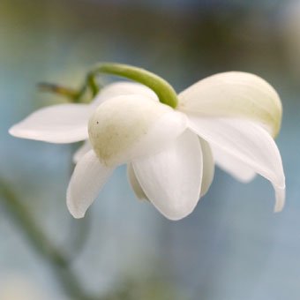 青軸白花レンゲショウマ開花確認株 - 岩崎園芸ネットストア