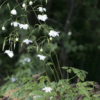 青軸白花レンゲショウマ開花確認株 - 岩崎園芸ネットストア