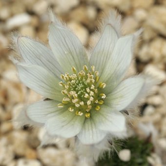 カタオカソウ-北海道の山野草・宿根草・高山植物販売専門店岩崎園芸ネットストア