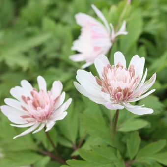 桃花八重咲きキクザキイチゲ - 岩崎園芸ネットストア