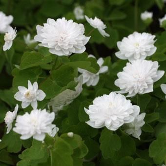 白花八重咲きバイカカラマツ 山野草 高山植物の通信販売店 岩崎園芸ネットストア 白花八重咲きバイカカラマツ 山野草 高山植物の通信販売店 岩崎園芸ネットストア