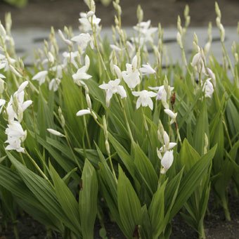 白花シラン - 岩崎園芸ネットストア