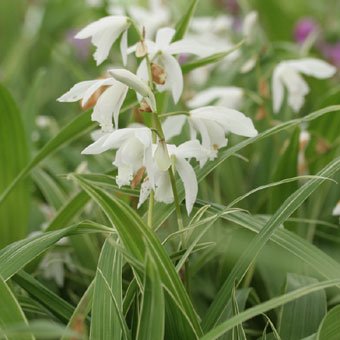 斑入り白花シラン - 岩崎園芸ネットストア