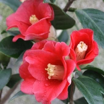 ツバキ「小夜侘助」 - 山野草・高山植物の通信販売店｜岩崎園芸ネット