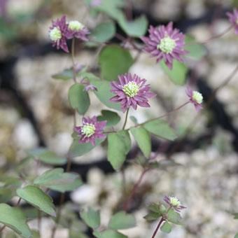 濃色紫花バイカカラマツ 山野草 高山植物の通信販売店 岩崎園芸ネットストア