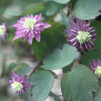 濃色紫花バイカカラマツ 山野草 高山植物の通信販売店 岩崎園芸ネットストア