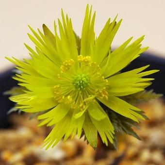 福寿草 金采 山野草 高山植物の通信販売店 岩崎園芸ネットストア 福寿草 金采 山野草 高山植物の通信販売店 岩崎園芸ネットストア