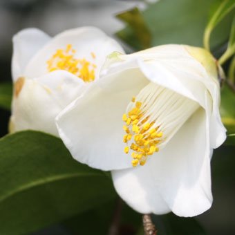ツバキ「白藪椿」3~3.5寸苗 - 岩崎園芸ネットストア