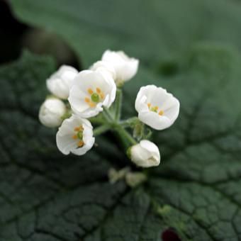 サンカヨウ 北海道の山野草 宿根草 高山植物販売専門店 岩崎園芸ネットストア