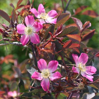 ロサ・グラウカ- 山野草・高山植物・宿根草の苗をお届けする通信販売店｜岩崎園芸ネットストア