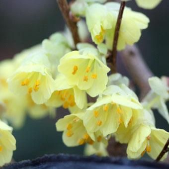 ヒュウガミズキ 山野草 高山植物の通信販売店 岩崎園芸ネットストア