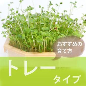 スプラウト栽培に 有機種子 マスタード 山野草 高山植物の通信販売店 岩崎園芸ネットストア スプラウト栽培に 有機種子 マスタード 山野草 高山植物の通信販売店 岩崎園芸ネットストア