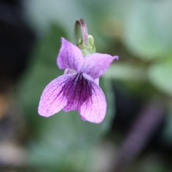 ムラサキコマノツメ 山野草 高山植物の通信販売店 岩崎園芸ネットストア ムラサキコマノツメ 山野草 高山植物の通信販売店 岩崎園芸ネットストア