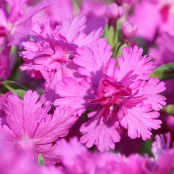 八重咲きサクラソウ 以心伝心 山野草 高山植物の通信販売店 岩崎園芸ネットストア 八重咲きサクラソウ 以心伝心 山野草 高山植物の通信販売店 岩崎園芸ネットストア