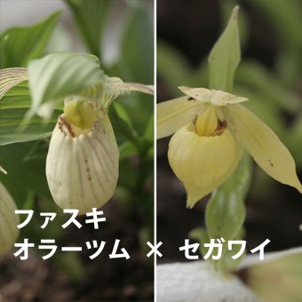 山野草◇ウラシルケンスアツモリソウ◇花芽1あり◇高さ26cm◇E6-