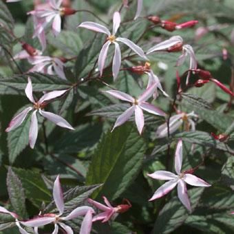 ミツバシモツケ ピンクプロフュージョン 山野草 高山植物の通信販売店 岩崎園芸ネットストア