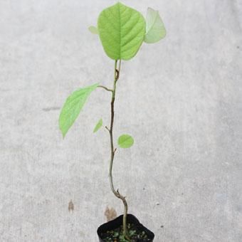 オオヤマレンゲ2.5寸苗 - 岩崎園芸ネットストア