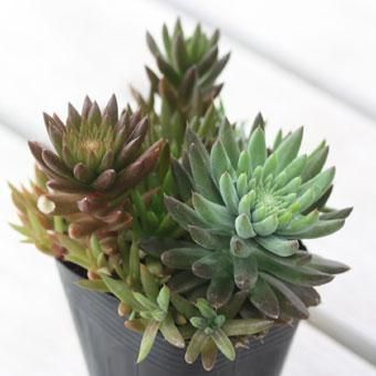 ツメレンゲ 山野草 高山植物の通信販売店 岩崎園芸ネットストア ツメレンゲ 山野草 高山植物の通信販売店 岩崎園芸ネットストア