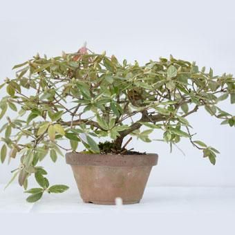 斑入りヤクシマヒカゲツツジ - 山野草・高山植物の通信販売店 斑入りヤクシマヒカゲツツジ - 山野草・高山植物の通信販売店