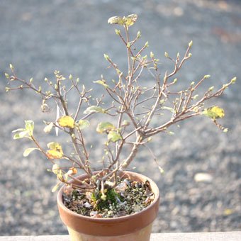 白花ヨウラクツツジ - 山野草・高山植物の通信販売店｜岩崎園芸ネットストア