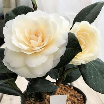 ダーロネガ　椿　黄色系椿 ダーロネガ 椿 黄色系椿 ツバキ「ダローネガ」3～3.5寸苗 - 岩崎