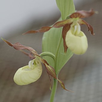 出産祝い 山野草◇ウラシルケンスアツモリソウ◇花芽1あり◇高さ26cm