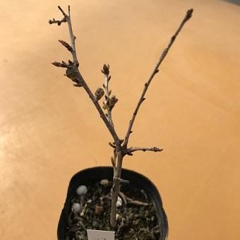 フジザクラおしどり桜3寸ポット苗 山野草 高山植物の通信販売店 岩崎園芸ネットストア フジザクラおしどり桜3寸ポット苗 山野草 高山植物の通信販売店 岩崎園芸ネットストア