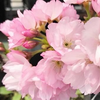 一才桜旭山3寸ポット苗 山野草 高山植物の通信販売店 岩崎園芸ネットストア 一才桜旭山3寸ポット苗 山野草 高山植物の通信販売店 岩崎園芸ネットストア