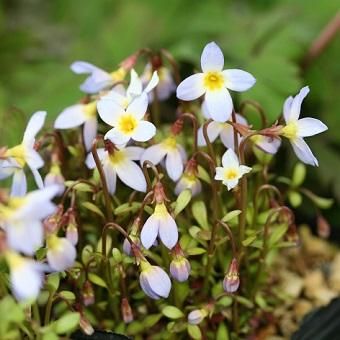 ヒナソウ 山野草 高山植物の通信販売店 岩崎園芸ネットストア ヒナソウ 山野草 高山植物の通信販売店 岩崎園芸ネットストア