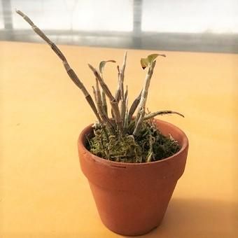 セッコク － 北海道 岩崎園芸ネットストア