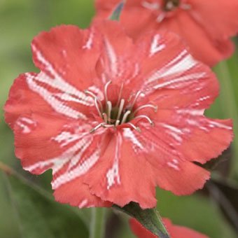 赤花絞り咲きマツモトセンノウ-山野草・宿根草・高山植物販売専門店岩崎園芸ネットストア