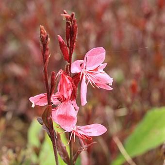 ガウラ シスキューピンク 山野草 高山植物の通信販売店 岩崎園芸ネットストア ガウラ シスキューピンク 山野草 高山植物の通信販売店 岩崎園芸ネットストア