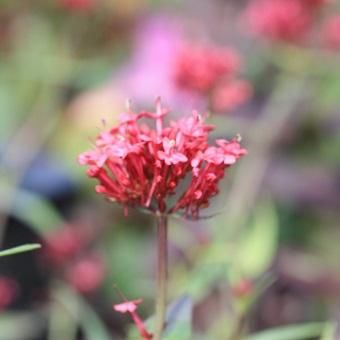 セントランサス コッキネウス 山野草 高山植物の通信販売店 岩崎園芸ネットストア