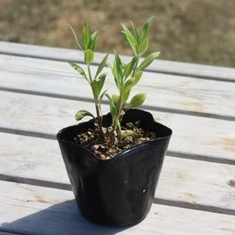 セントランサス スノークラウド 山野草 高山植物の通信販売店 岩崎園芸ネットストア セントランサス スノークラウド 山野草 高山植物の通信販売店 岩崎園芸ネットストア