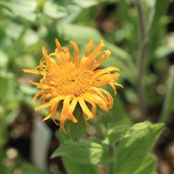 イヌラ オリエンタリス グランディフローラ 山野草 高山植物の通信販売店 岩崎園芸ネットストア