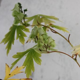 緑花トリカブト 山野草 高山植物の通信販売店 岩崎園芸ネットストア