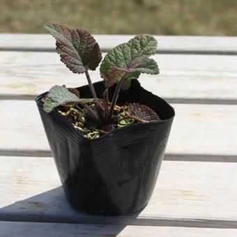 サルビア・ヌタンス - 岩崎園芸ネットストア