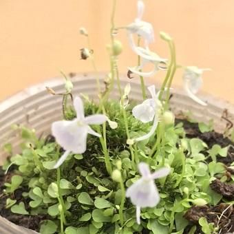 ウサギゴケ 山野草 高山植物の通信販売店 岩崎園芸ネットストア ウサギゴケ 山野草 高山植物の通信販売店 岩崎園芸ネットストア