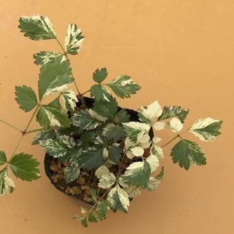 山野草、津軽紅斑入り実生品 - メルカリ