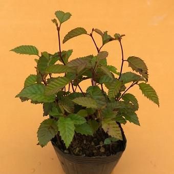 金四手（カナシデ）盆栽 SS002 金四手（カナシデ）盆栽 SS002 金四手